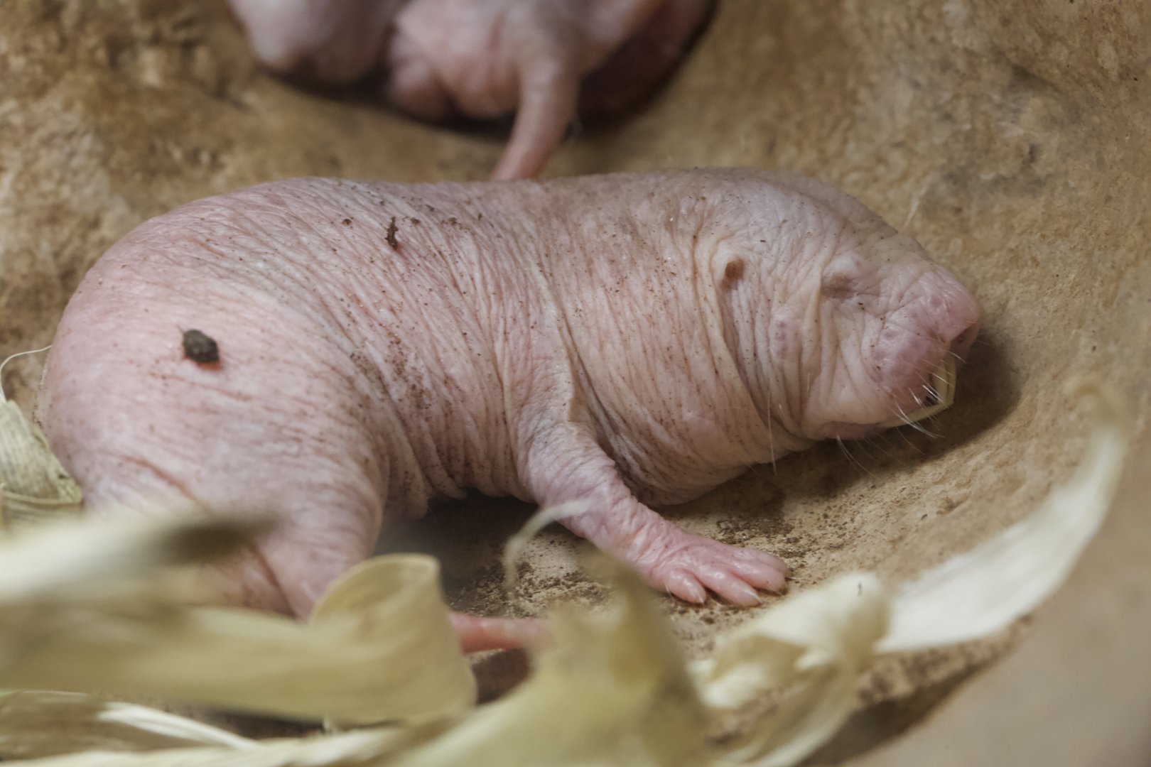 Naked Mole-rat/ Heterocephalus glaber