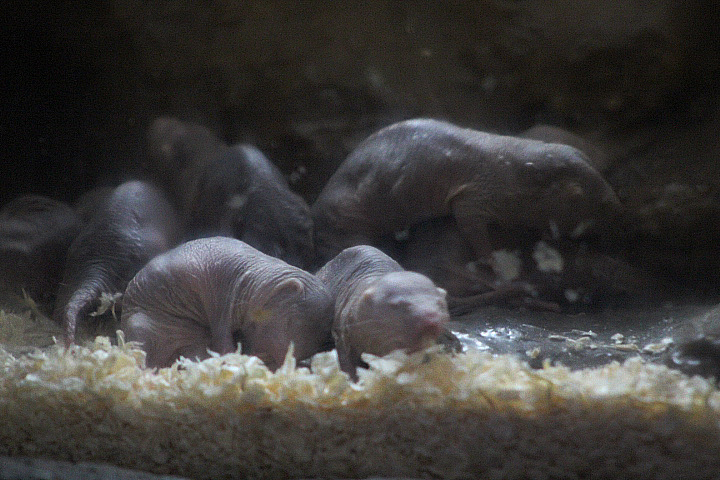 Naked mole-rat (Heterocephalus glaber)