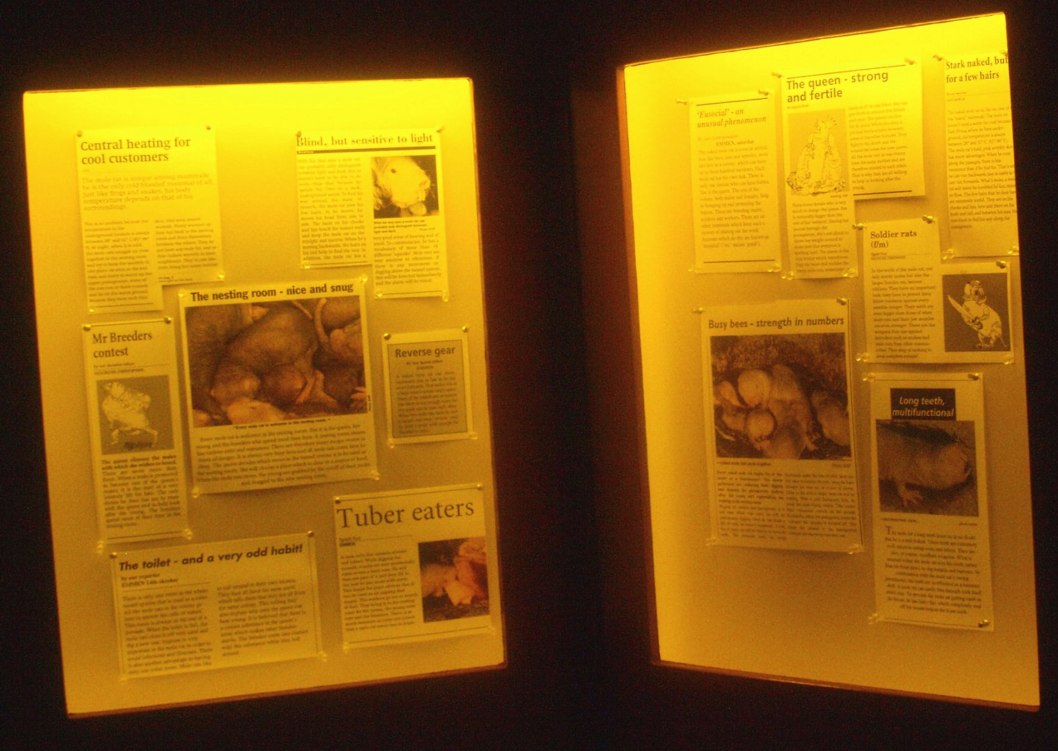 Naked mole-rat information in newspaper article style, 2015-07-19