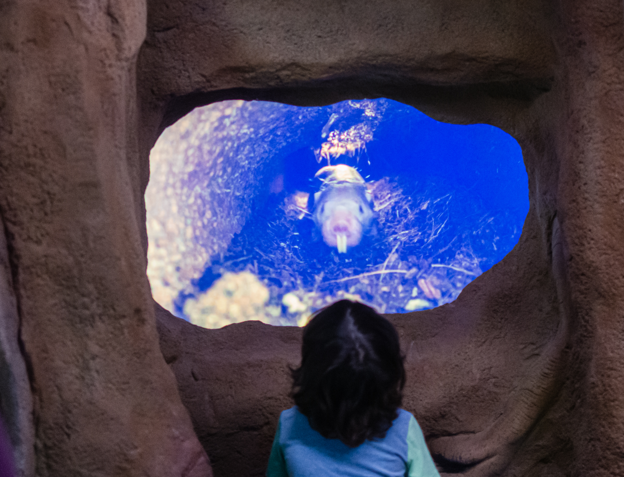 Naked Mole Rat Live Camera