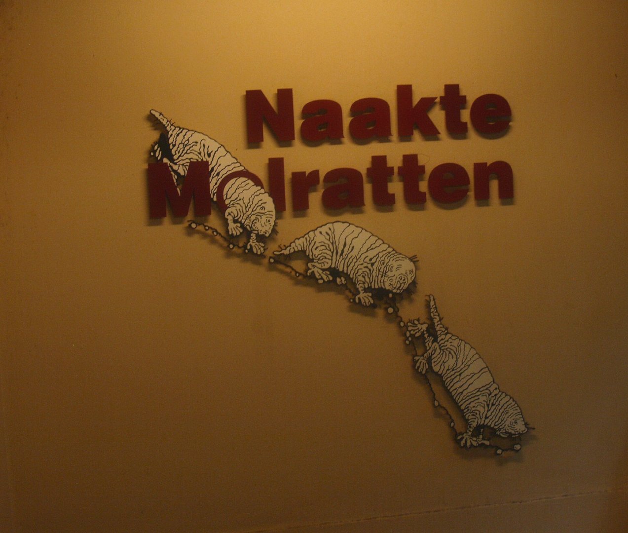 Naked mole-rat signage above stairs to Africa House basement, 2015-07-19