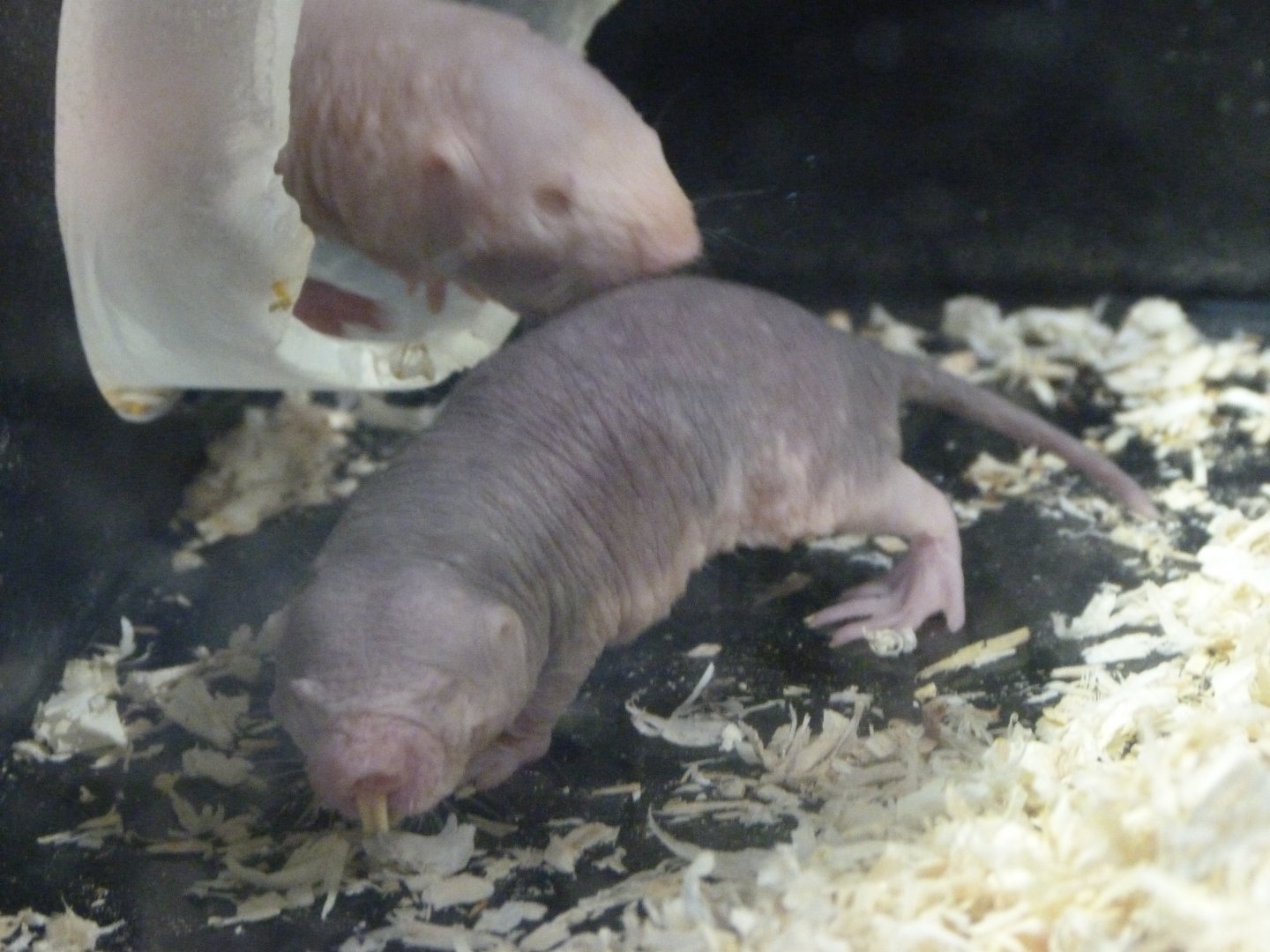 Naked mole-rat -Tierpark Berlin (2024)