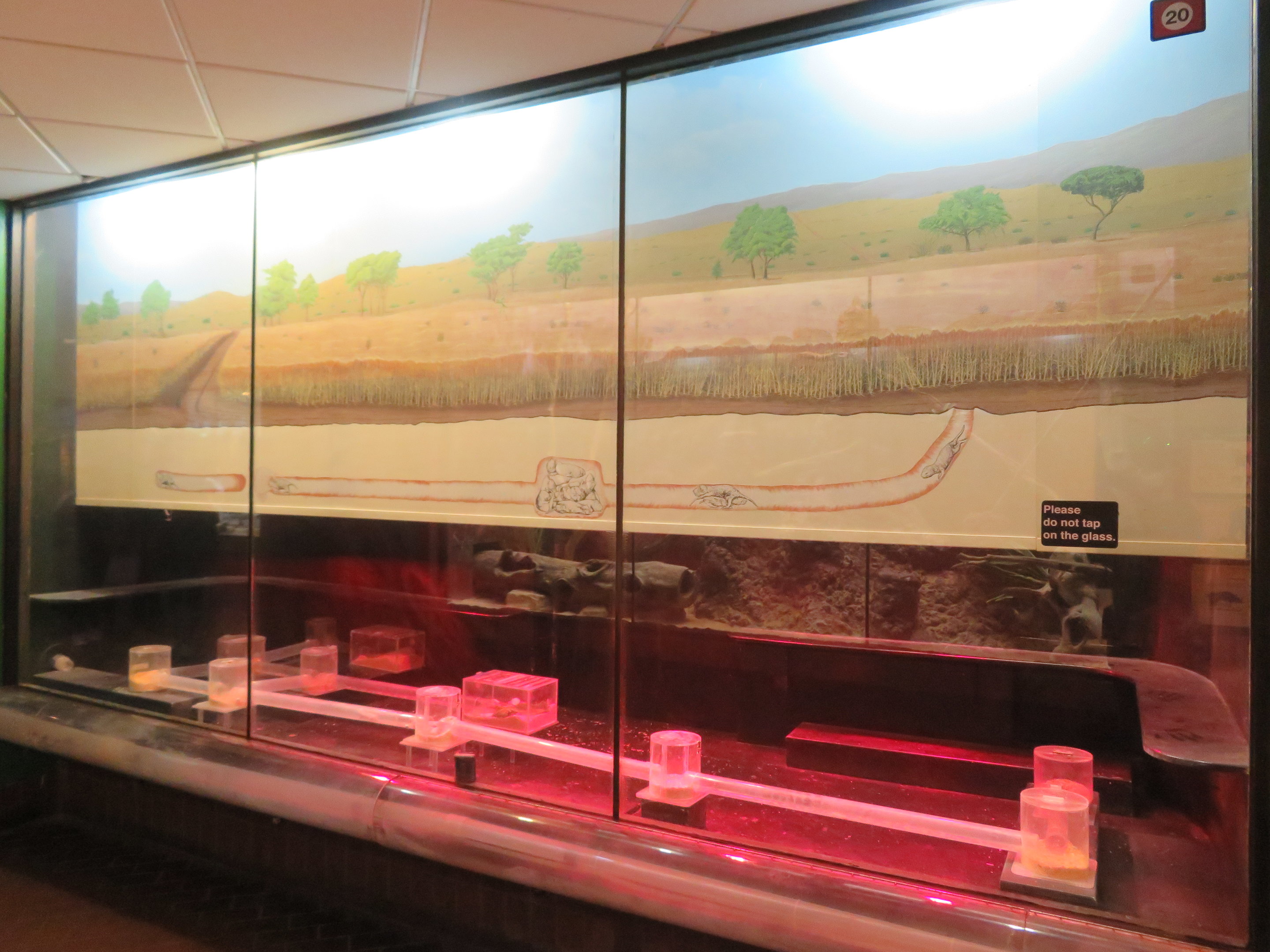 Naked Mole Rat Tubes