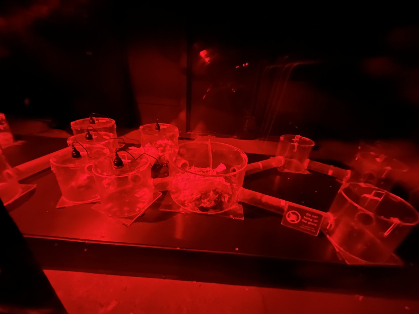 Naked mole rat tunnel enclosure 11.2.25