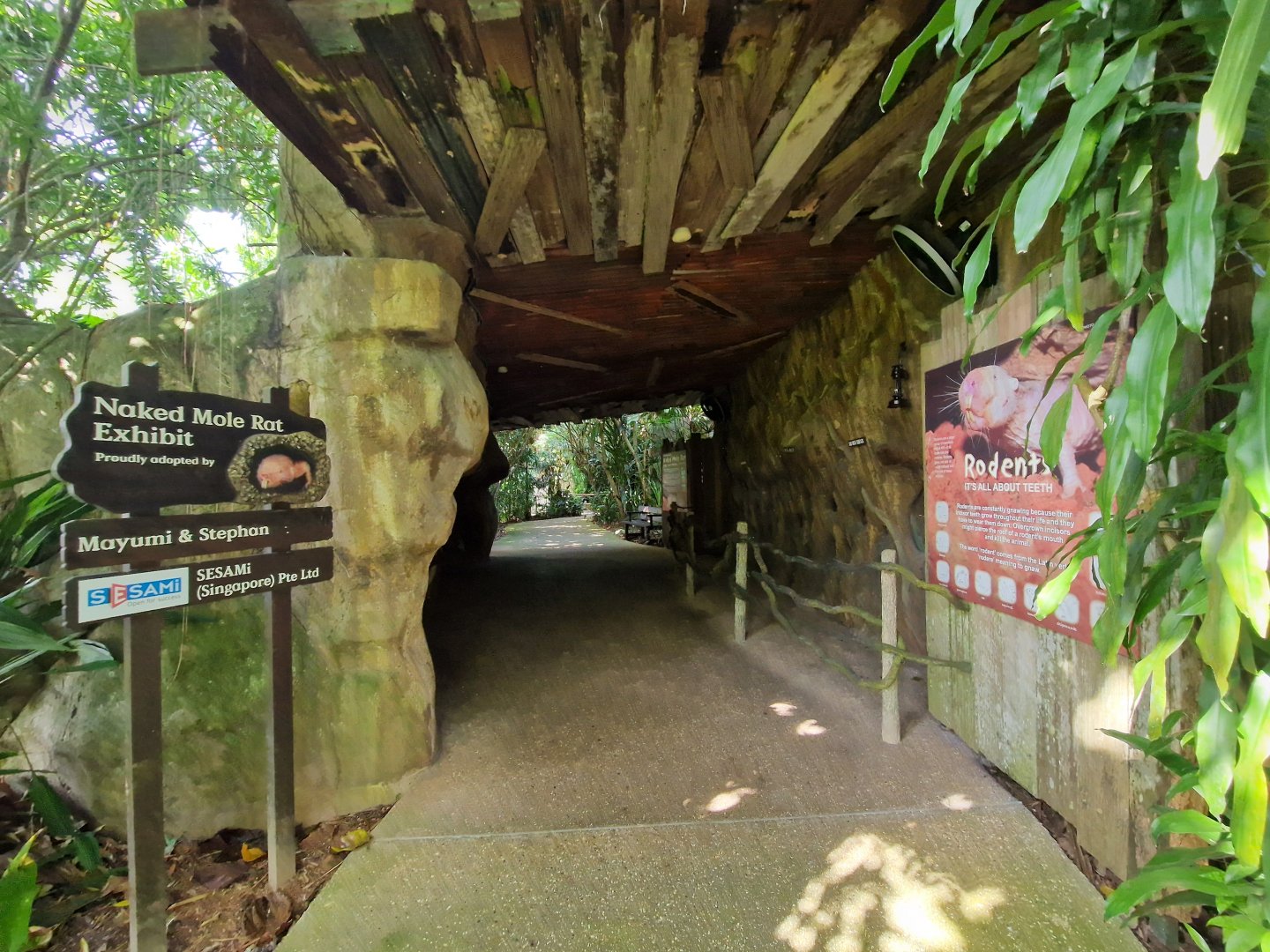 Naked Mole-rat tunnel