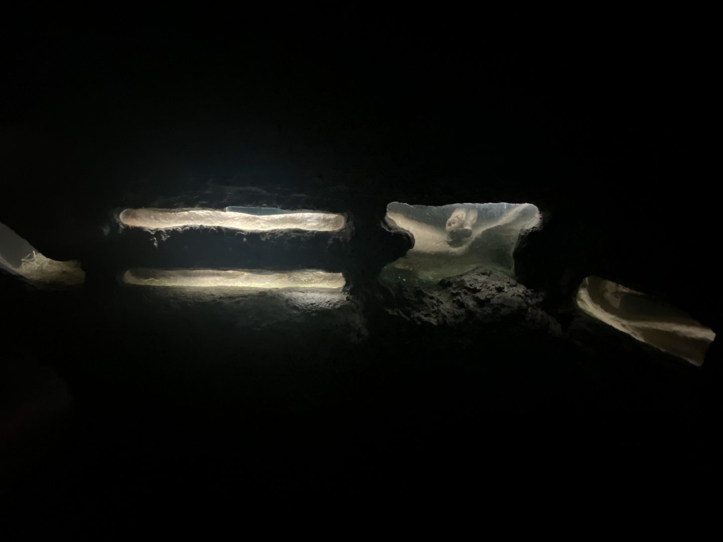 Naked mole rat tunnels 2