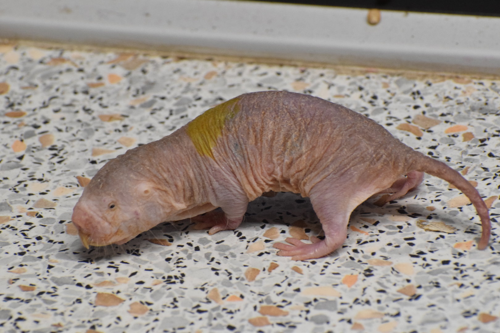 Naked mole-rat - University of South Bohemia (Oktober 2023)