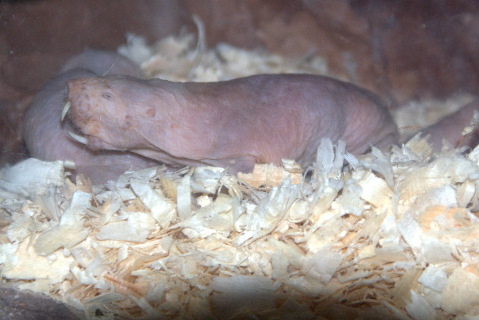 Naked Mole-rat