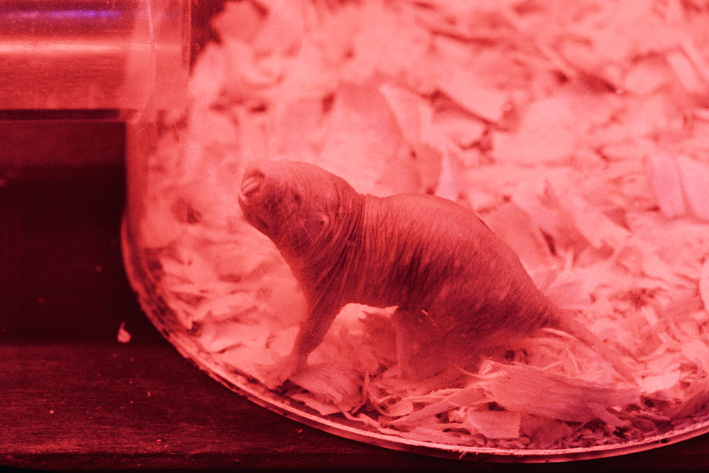 Naked mole rat