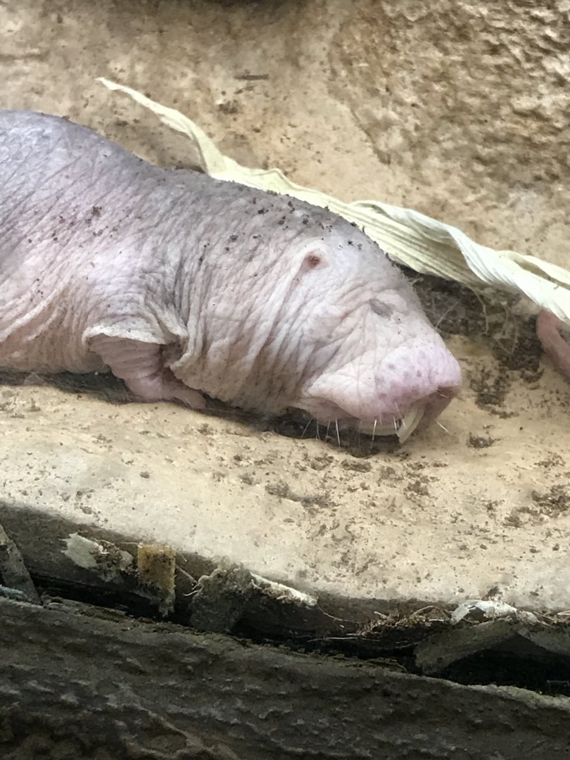 Naked mole rat