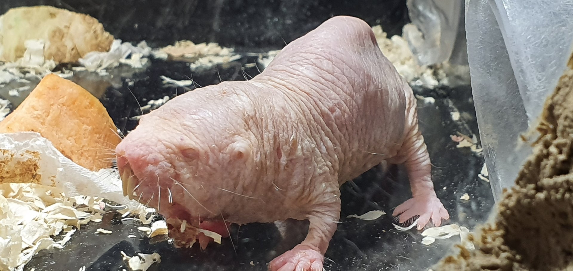 Naked mole rat