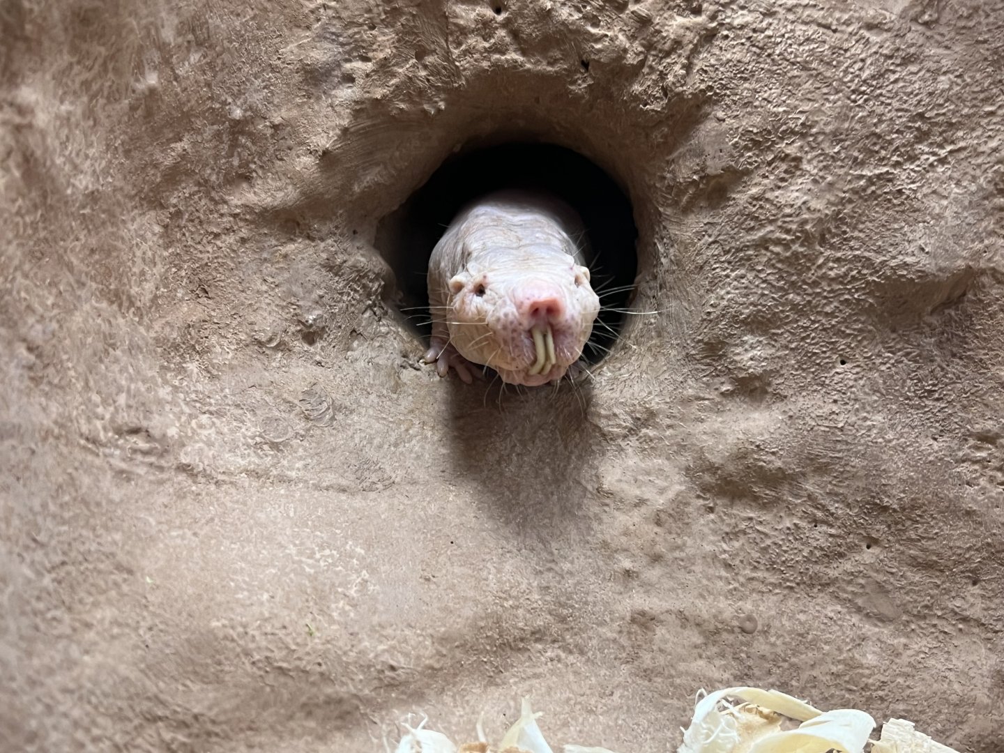 Naked Mole Rat