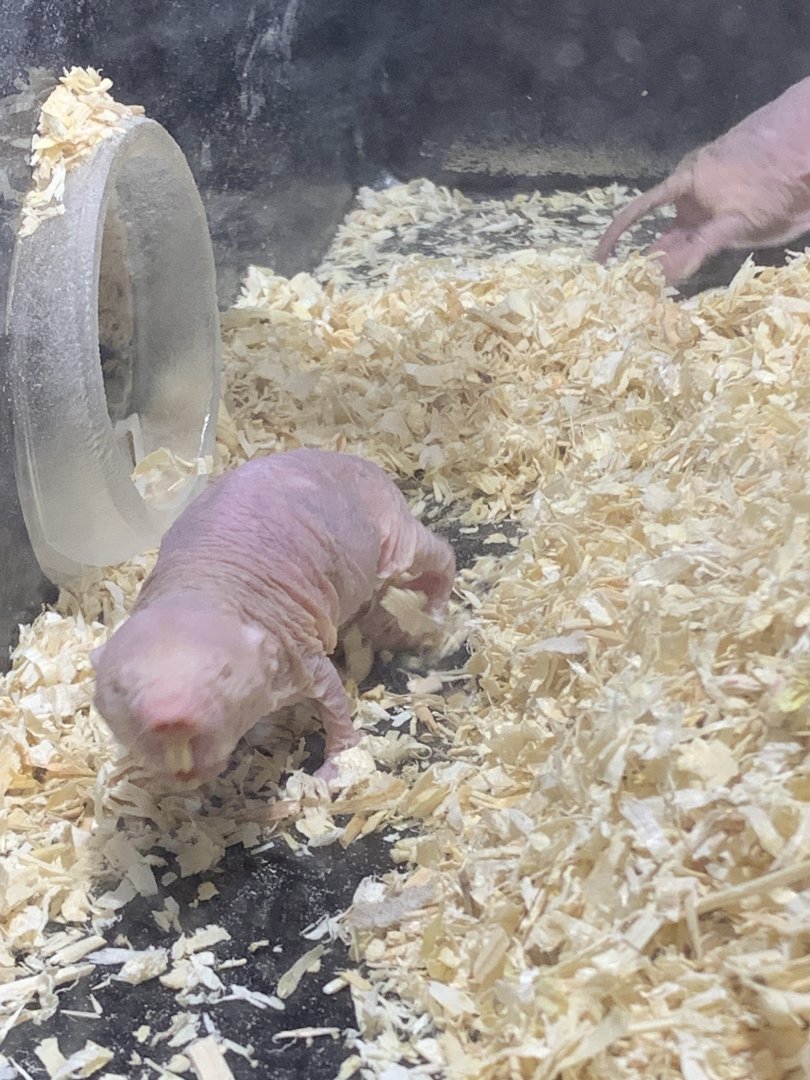 Naked mole rat