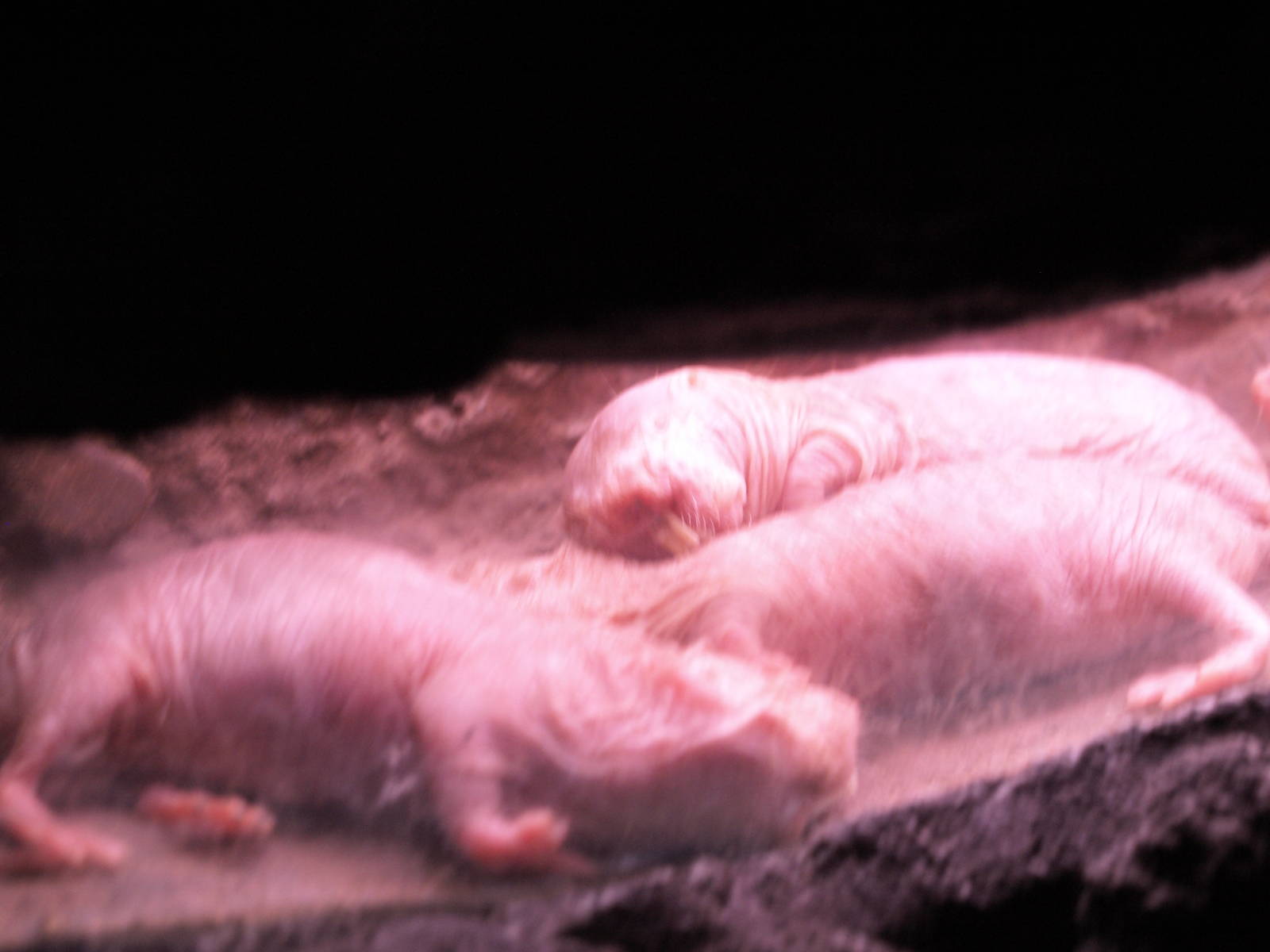naked mole rats 2