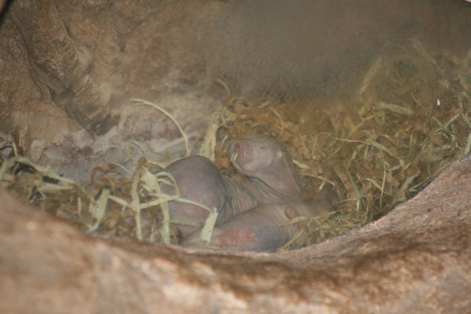 Naked Mole Rats(20/2/25)