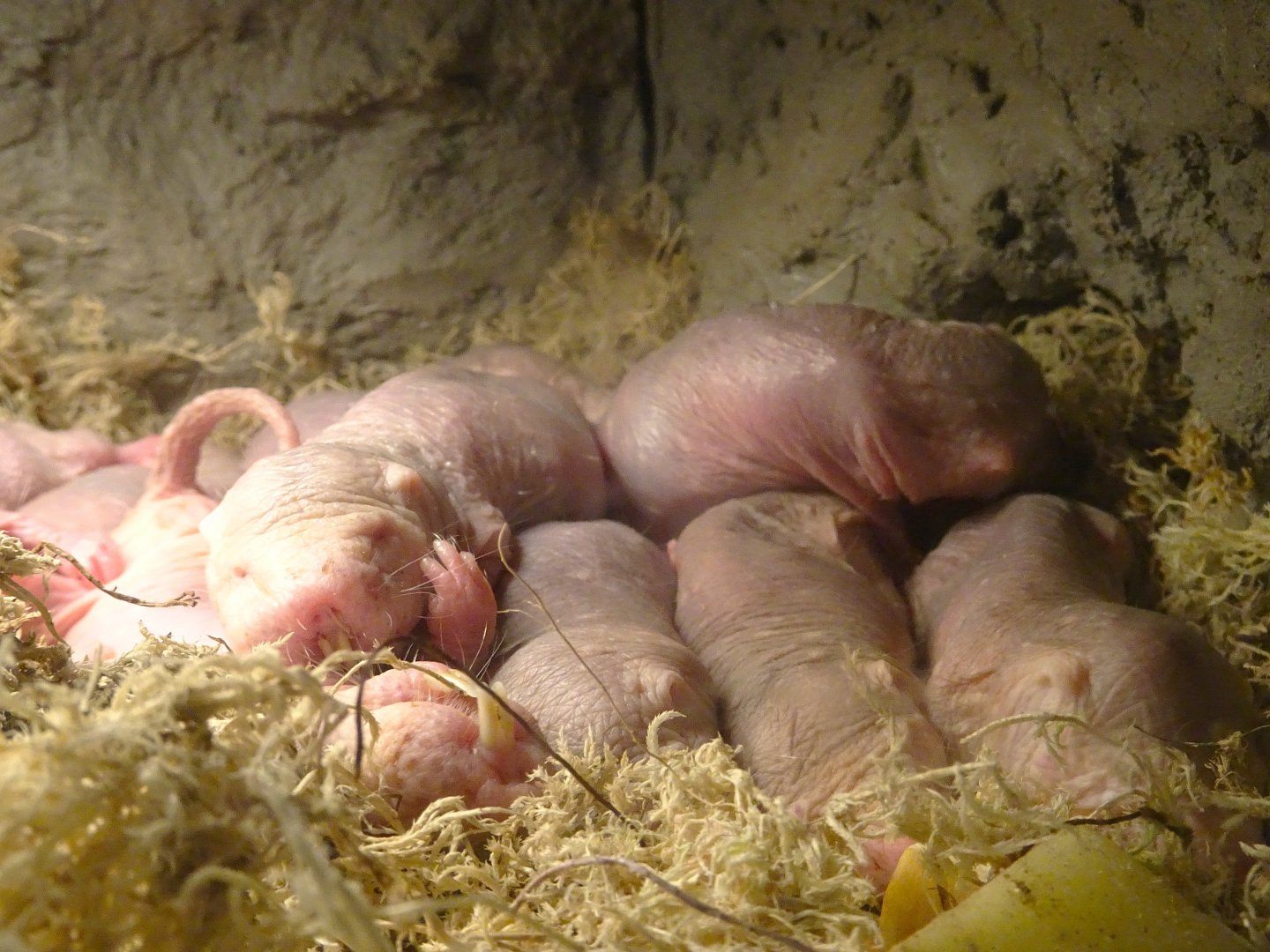 Naked Mole Rats 6 September 2025