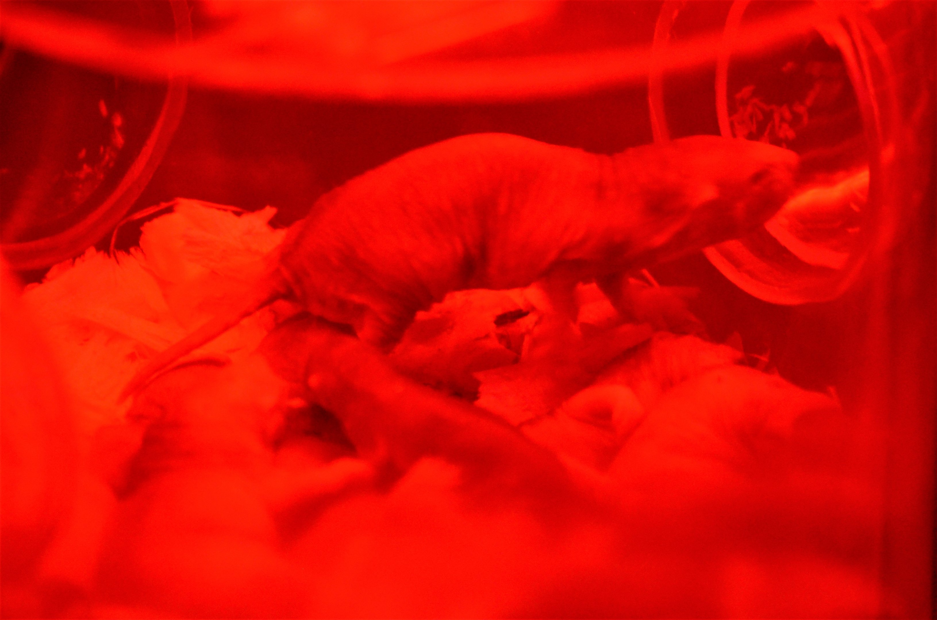 Naked Mole Rats at Cotswold WP, 22/04/17