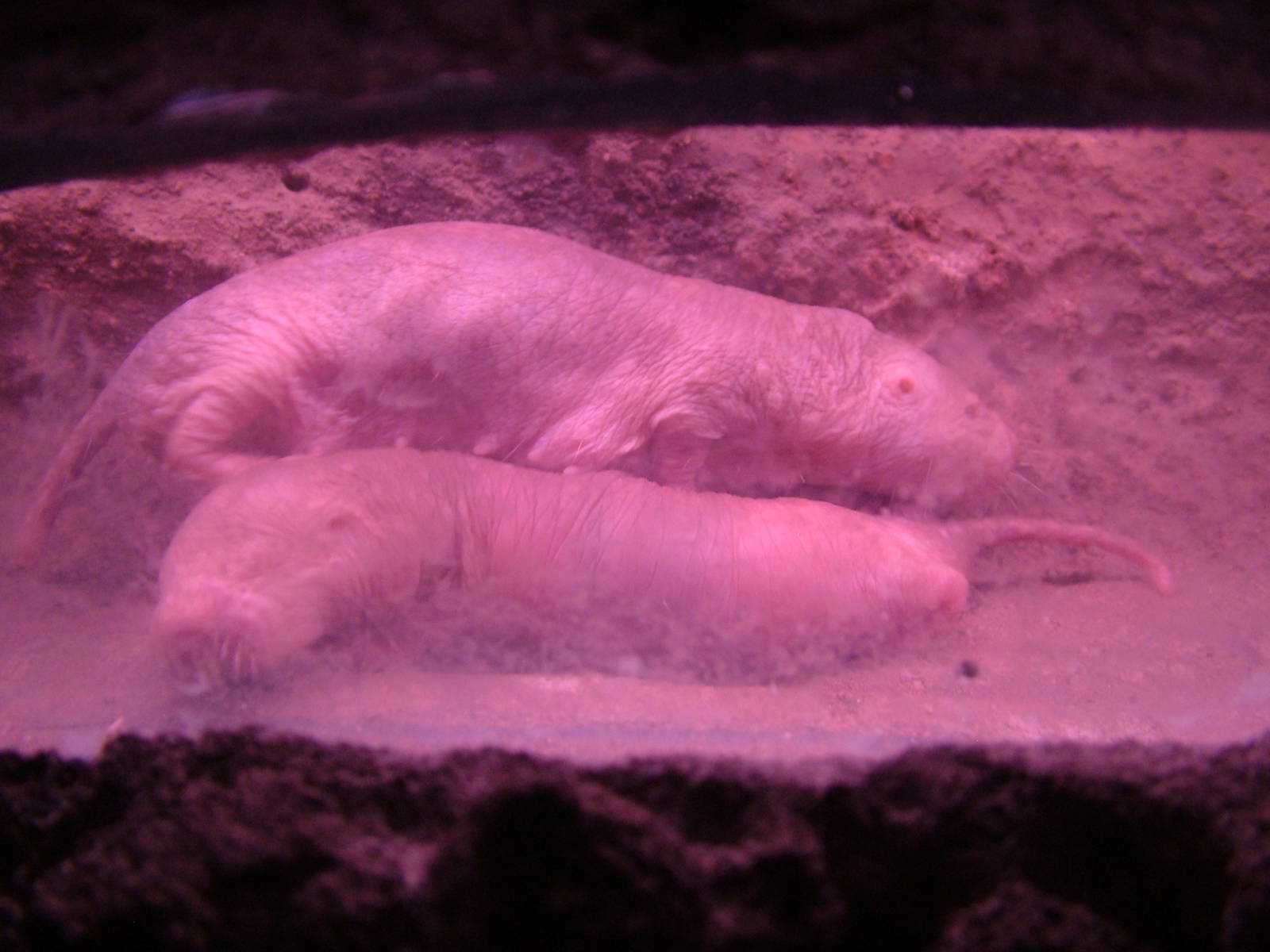 Naked Mole Rats at Faunia, 27/05/11