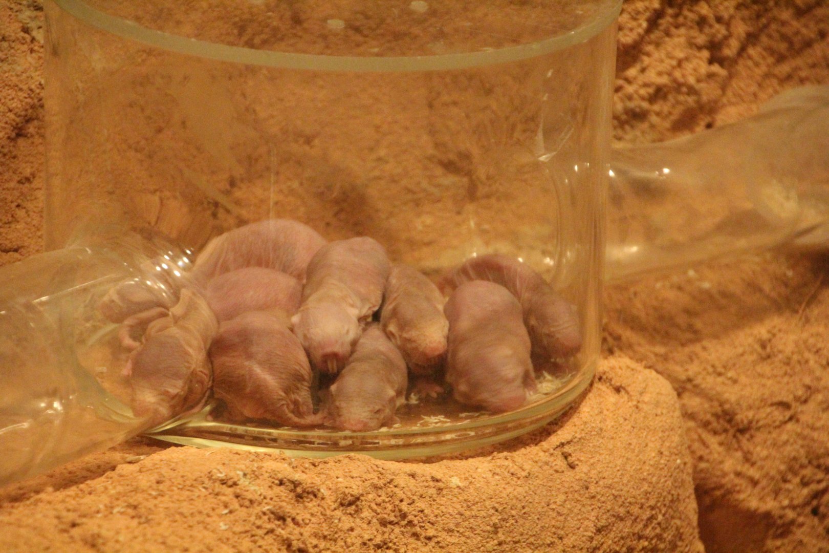 Naked mole rats - August 2018