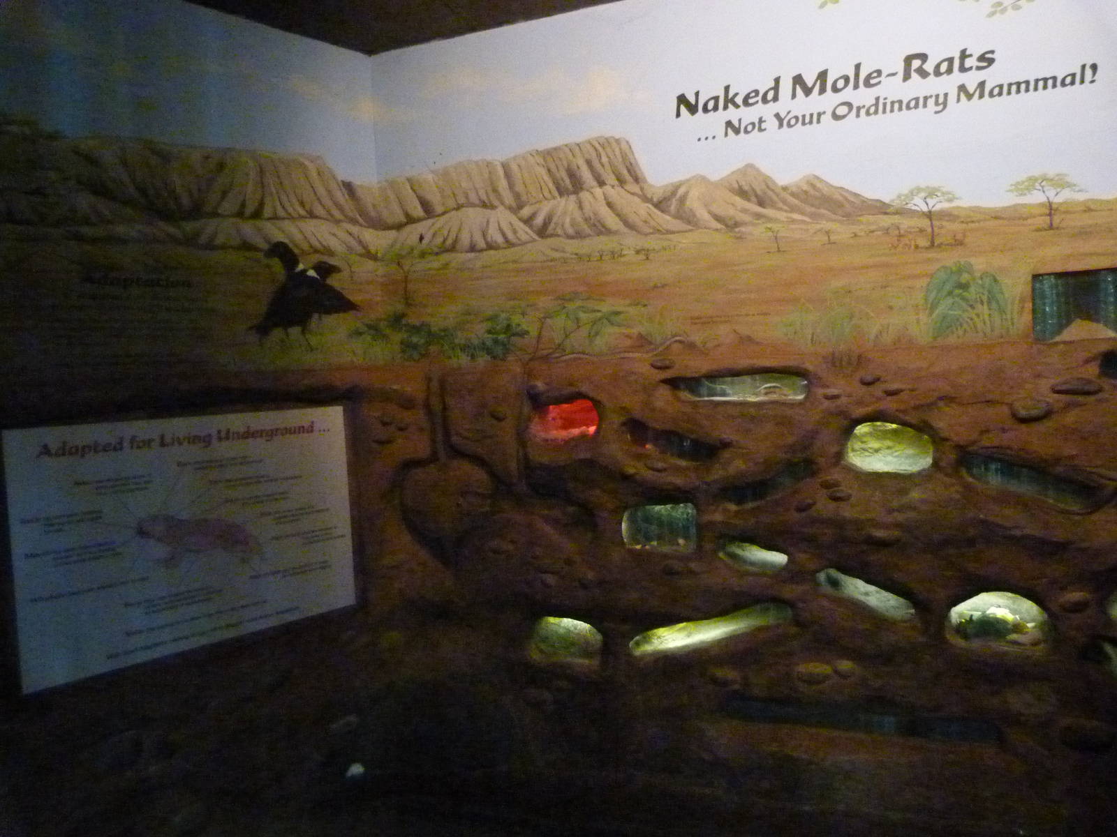 Naked Mole Rats Exhibit