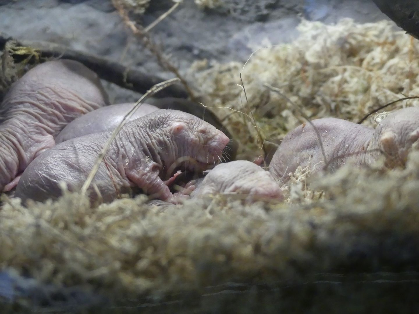 Naked Mole Rats - Heart of Africa - 02.04.25