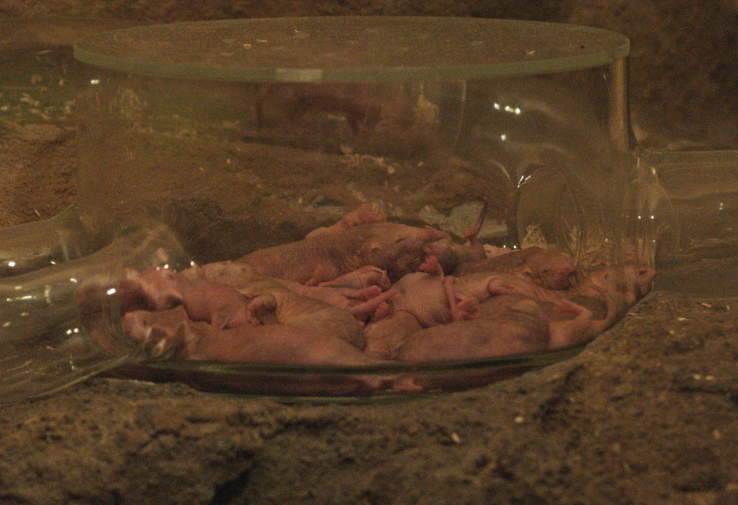 Naked mole-rats (Heterocephalus glaber), 2009-04-19