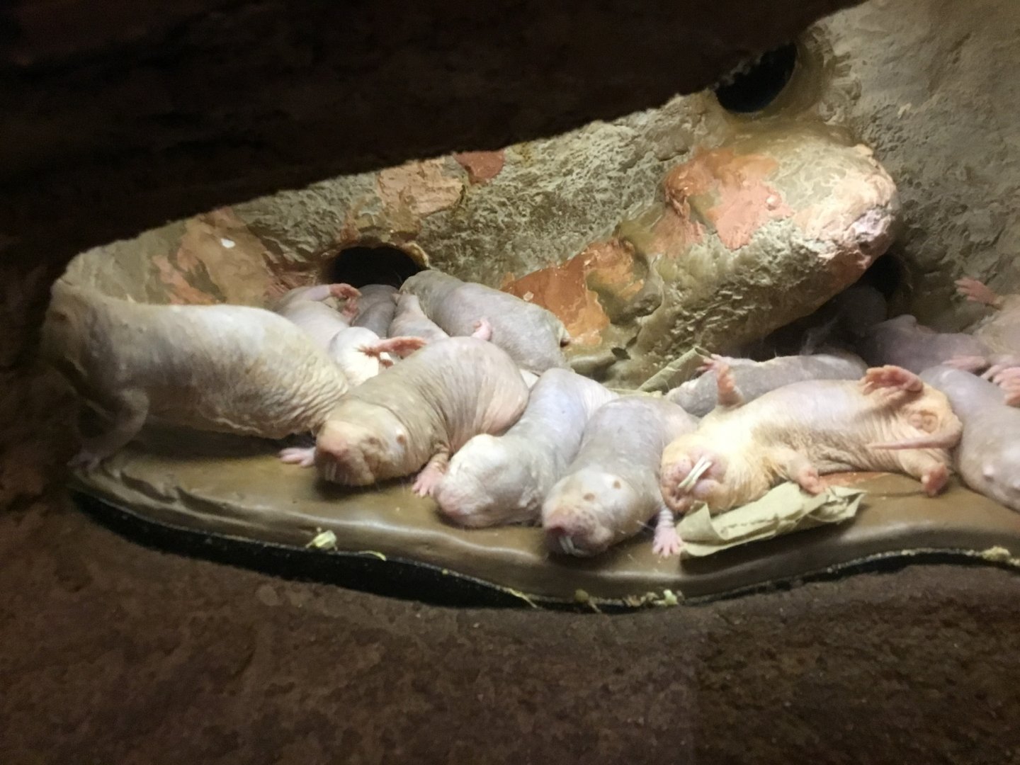 Naked Mole Rats (Heterocephalus Glaber)
