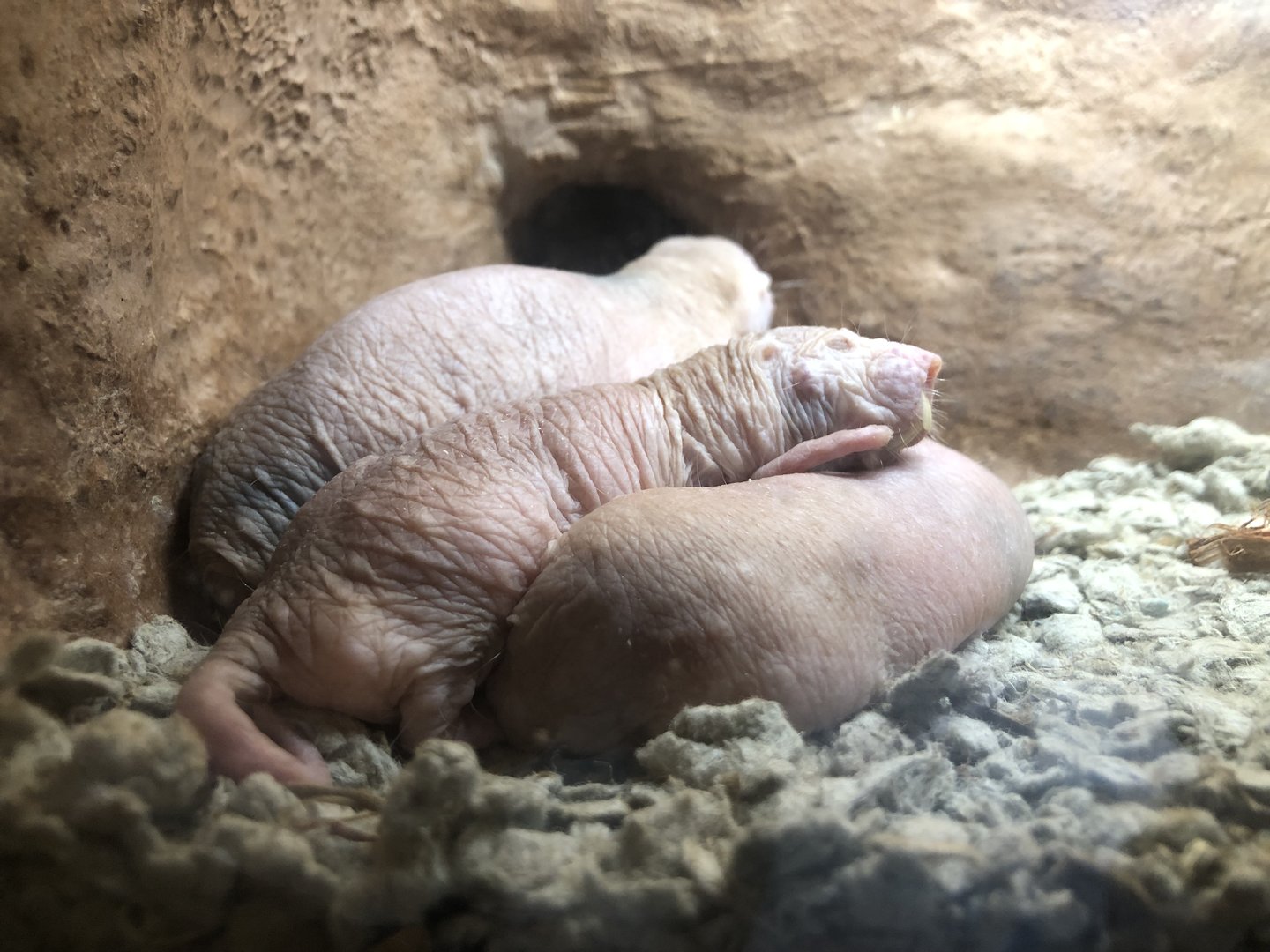 Naked mole-rats, Heterocephalus glaber