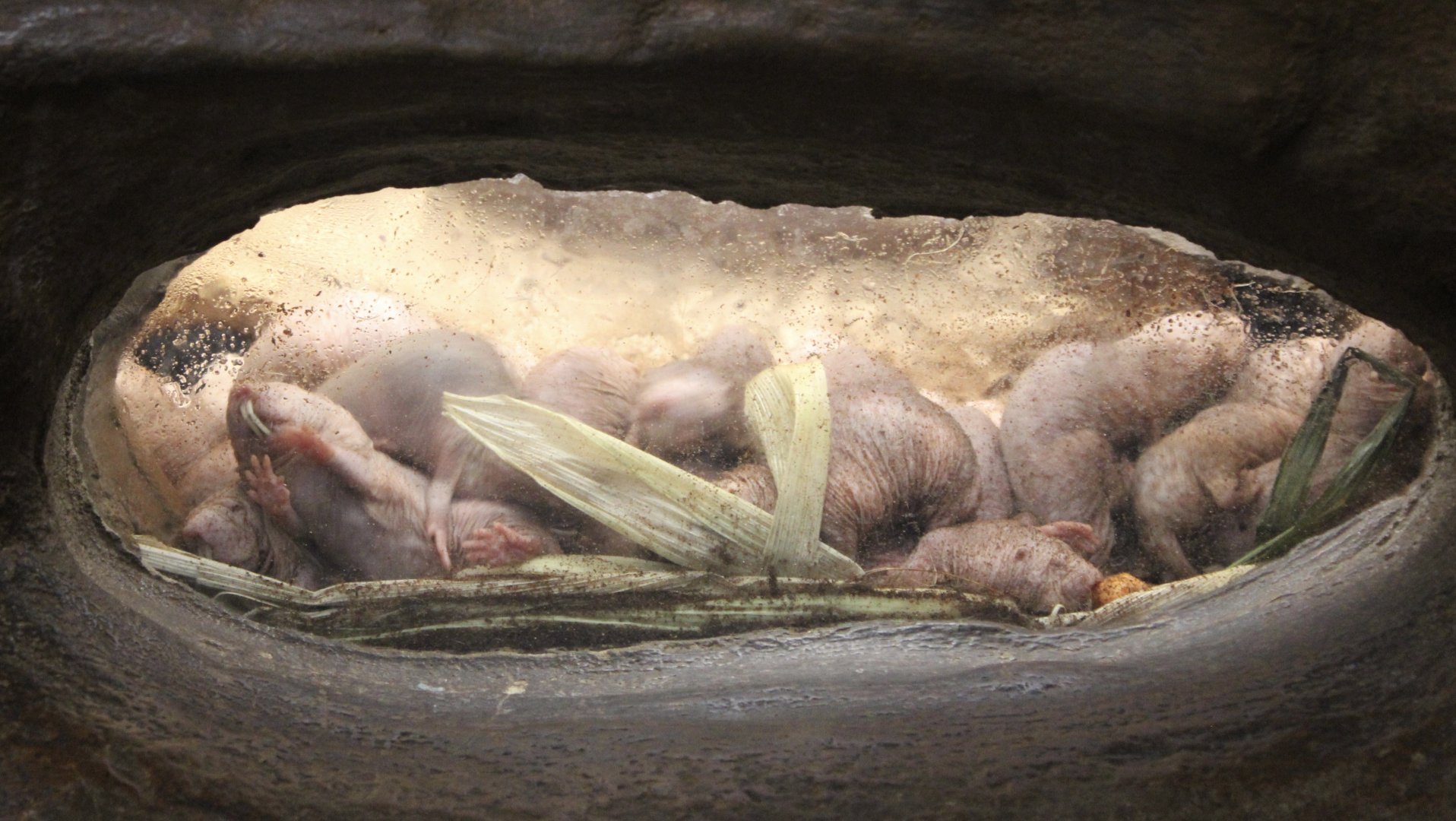 Naked Mole Rats (Heterocephalus glaber)