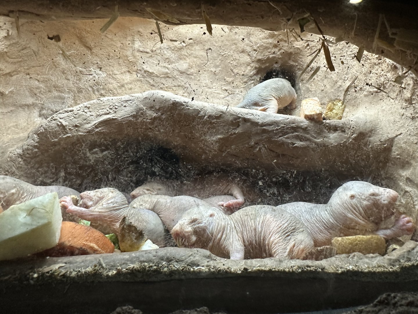 Naked Mole Rats (Heterocephalus glaber)