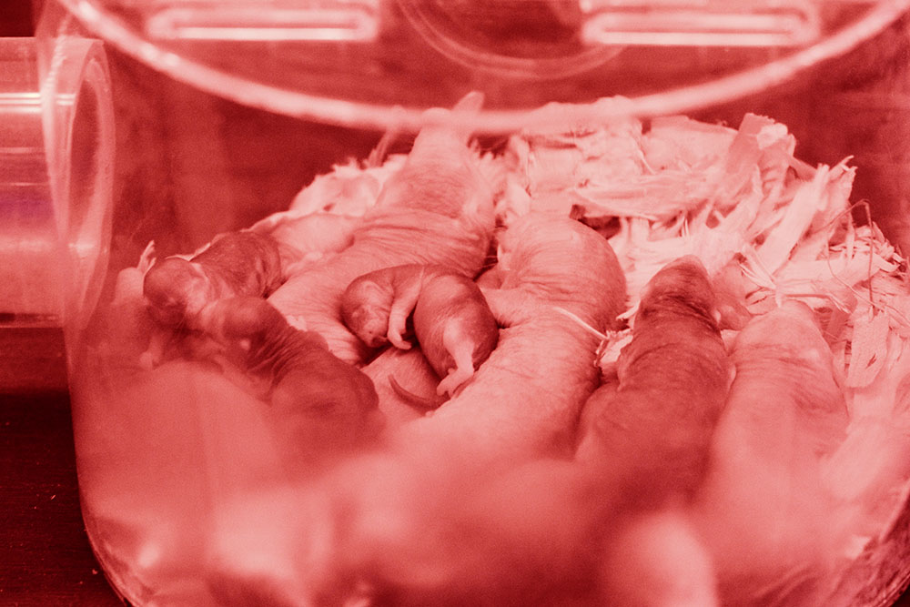 Naked mole rats in brood chamber