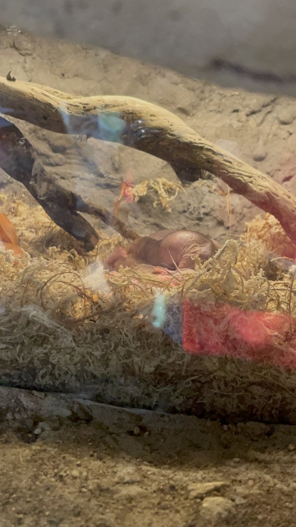 Naked Mole Rats in Hidden Savannah: Heart of Africa