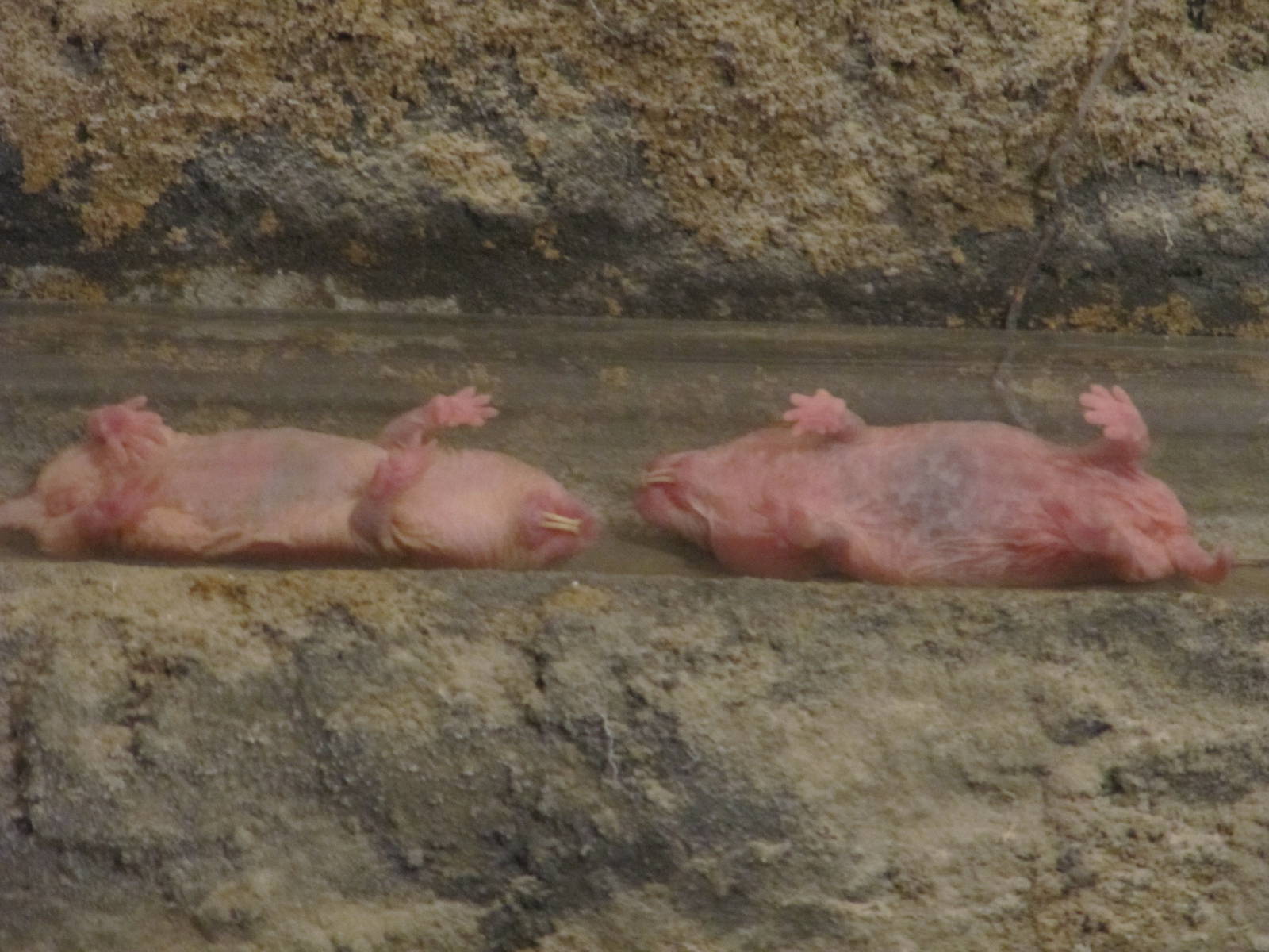 Naked Mole Rats july 2010