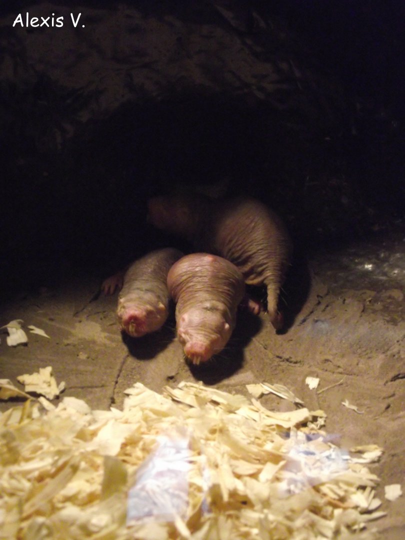 Naked Mole-Rats - Zooparc de Beauval - 11/2017