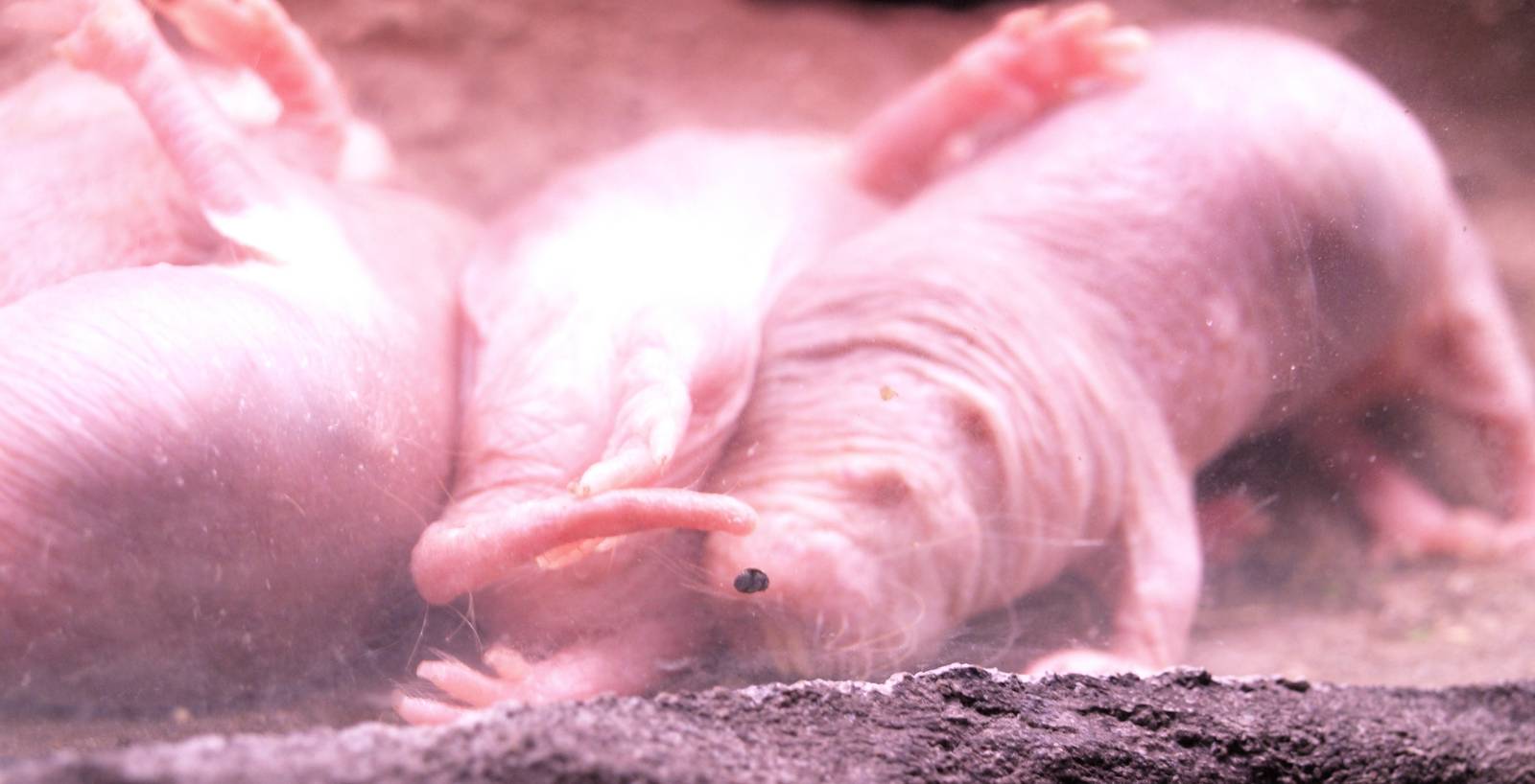naked mole rats