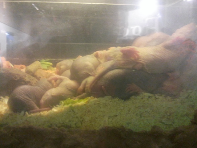 Naked Mole Rats