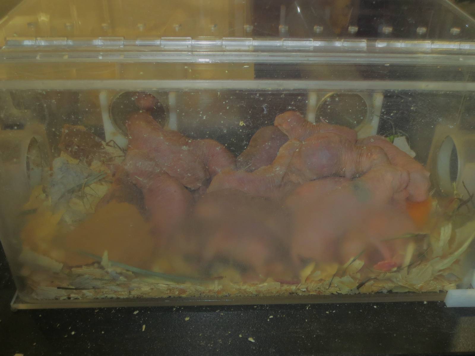Naked Mole Rats