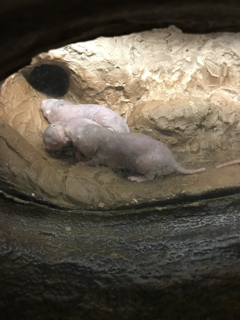 Naked mole rats