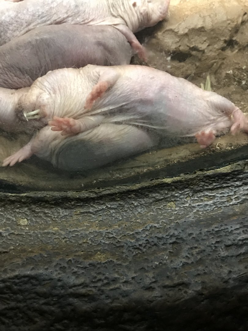 Naked mole rats