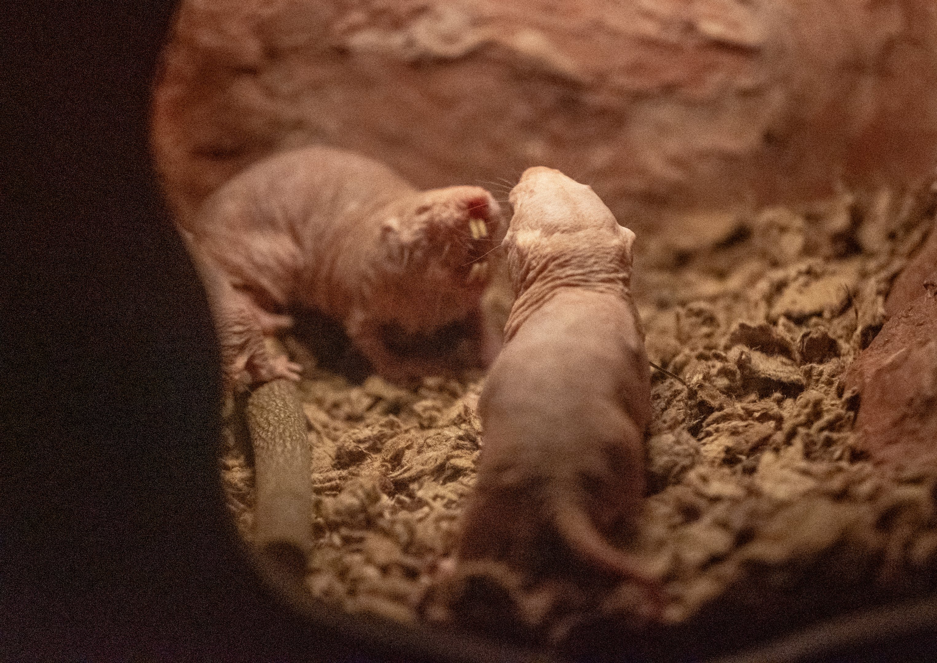 Naked Mole Rats