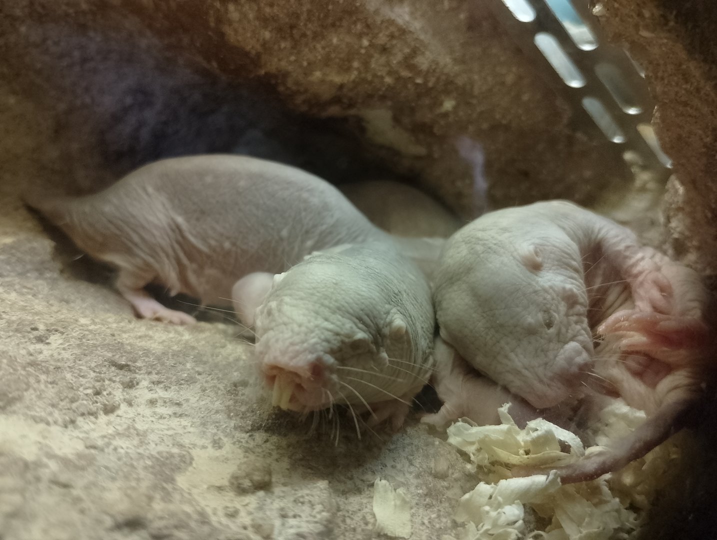 Naked mole rats