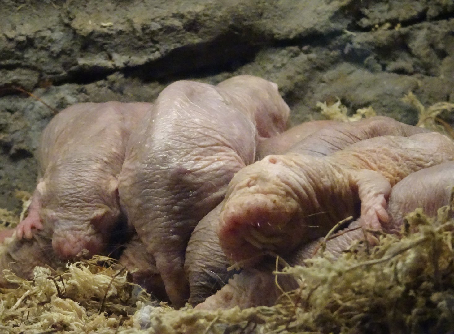 Naked mole rats