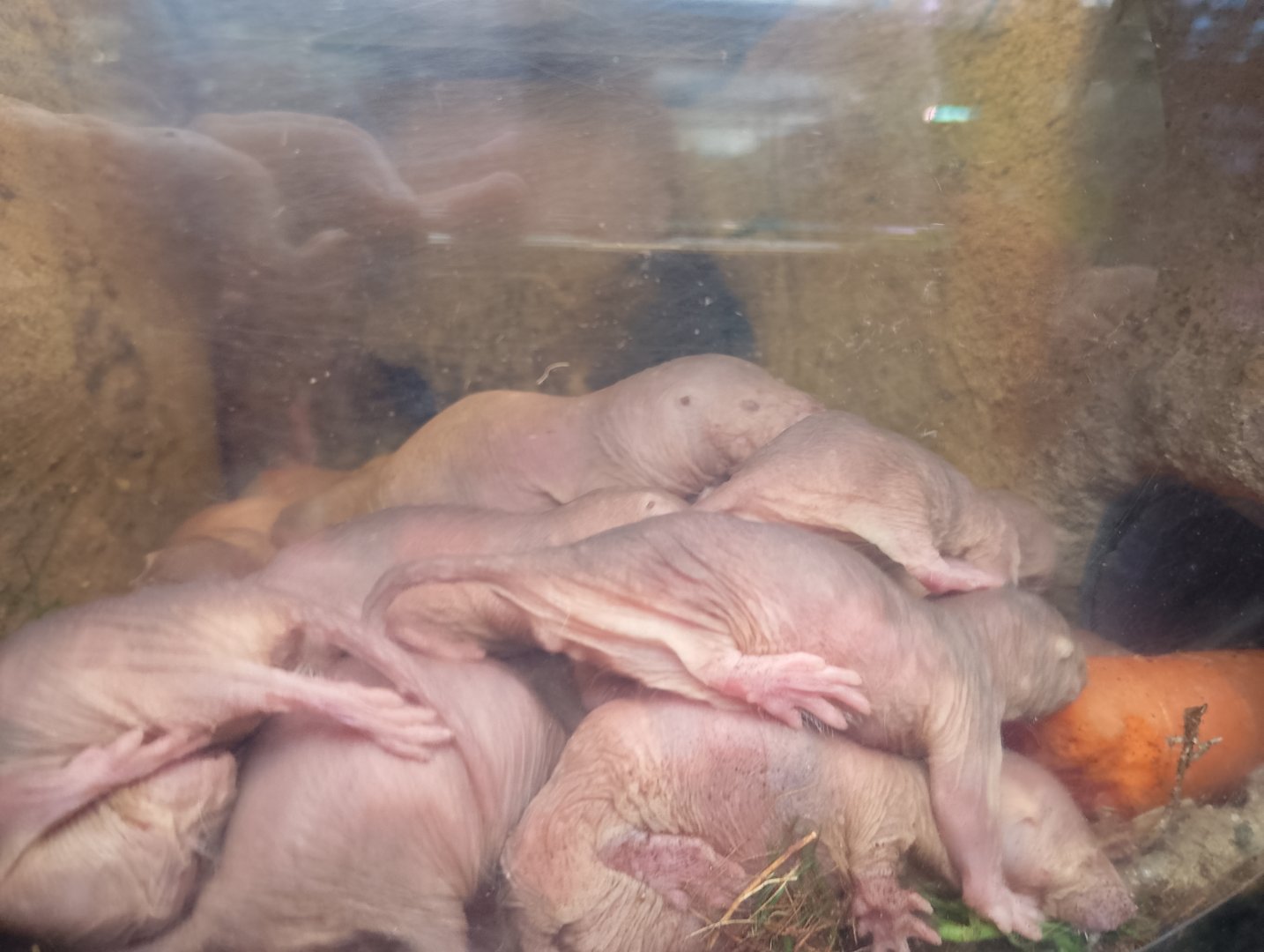 Naked mole rats