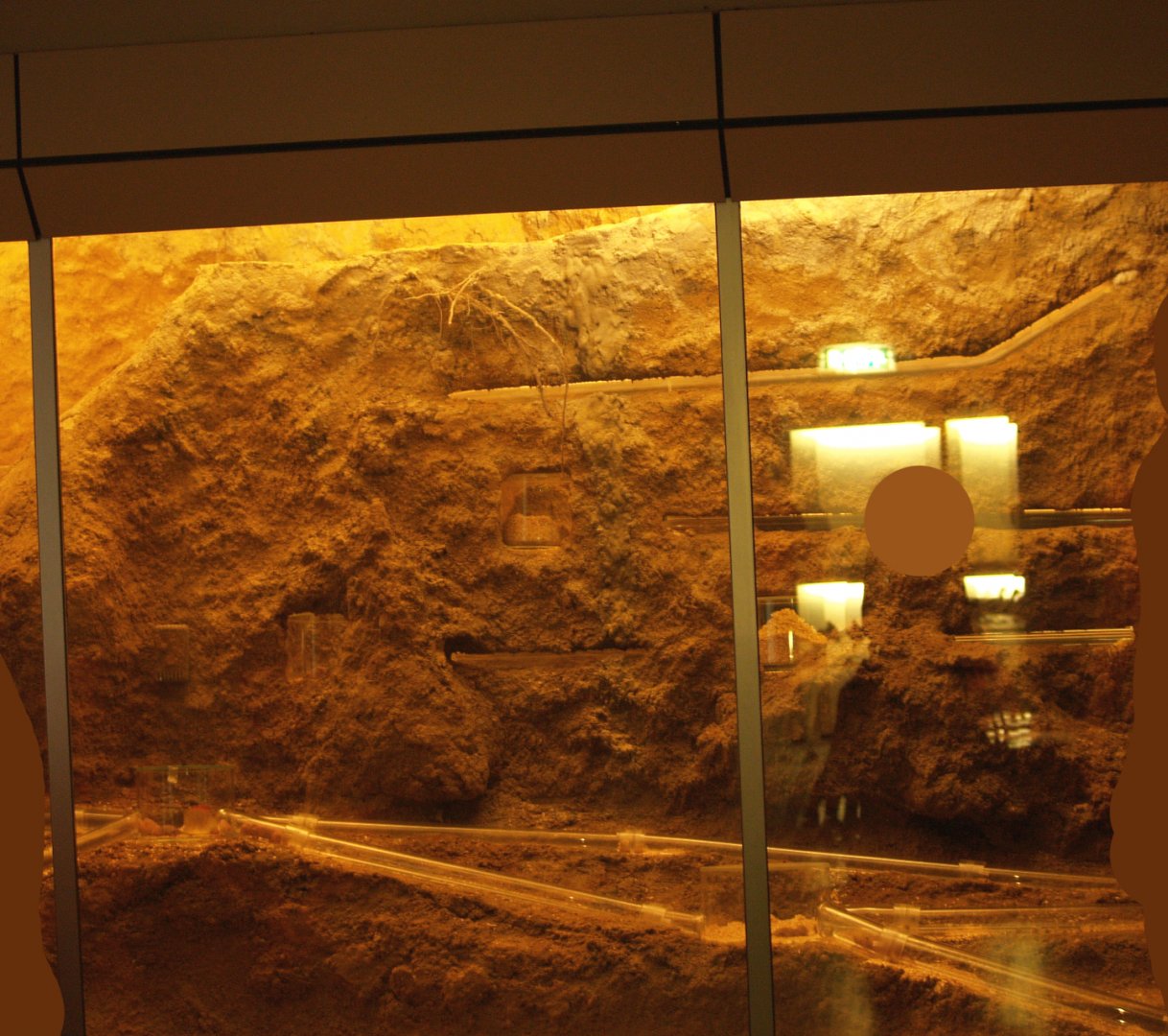 Naked molerat exhibit, 2006-07-08