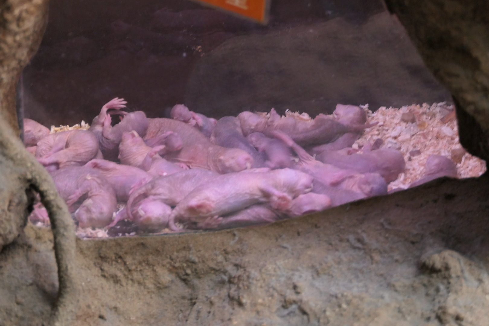 Naked Molerat (Heterocephalus glaber)