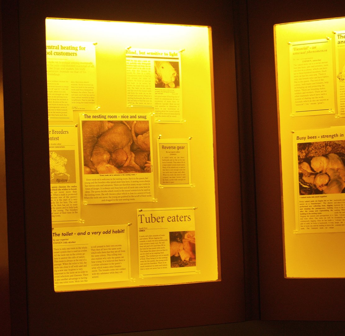 Naked molerat signage, 2006-07-08