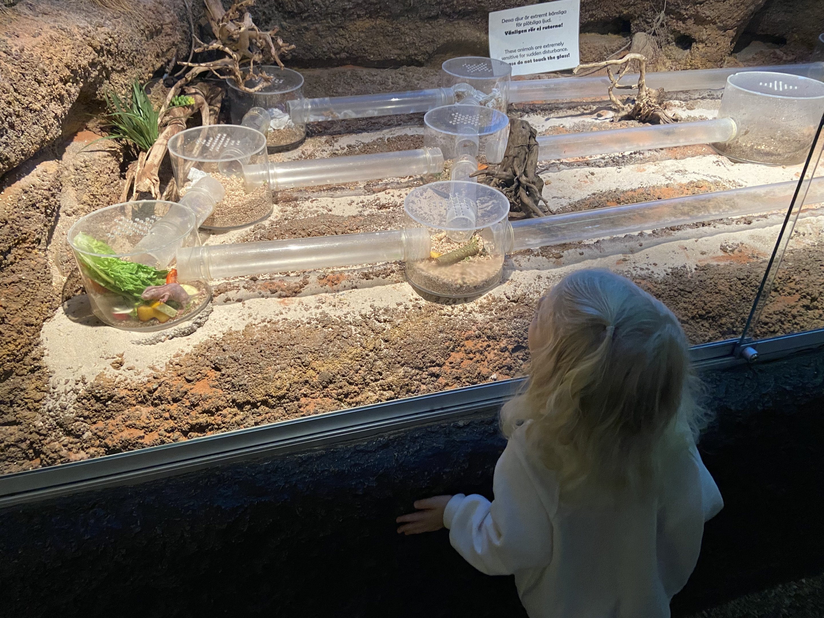 Naked molerats - Old exhibith 2022