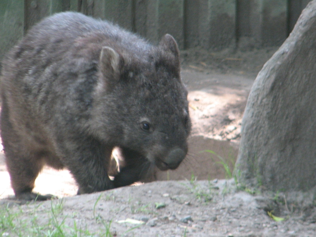 Naked-nosed wombat
