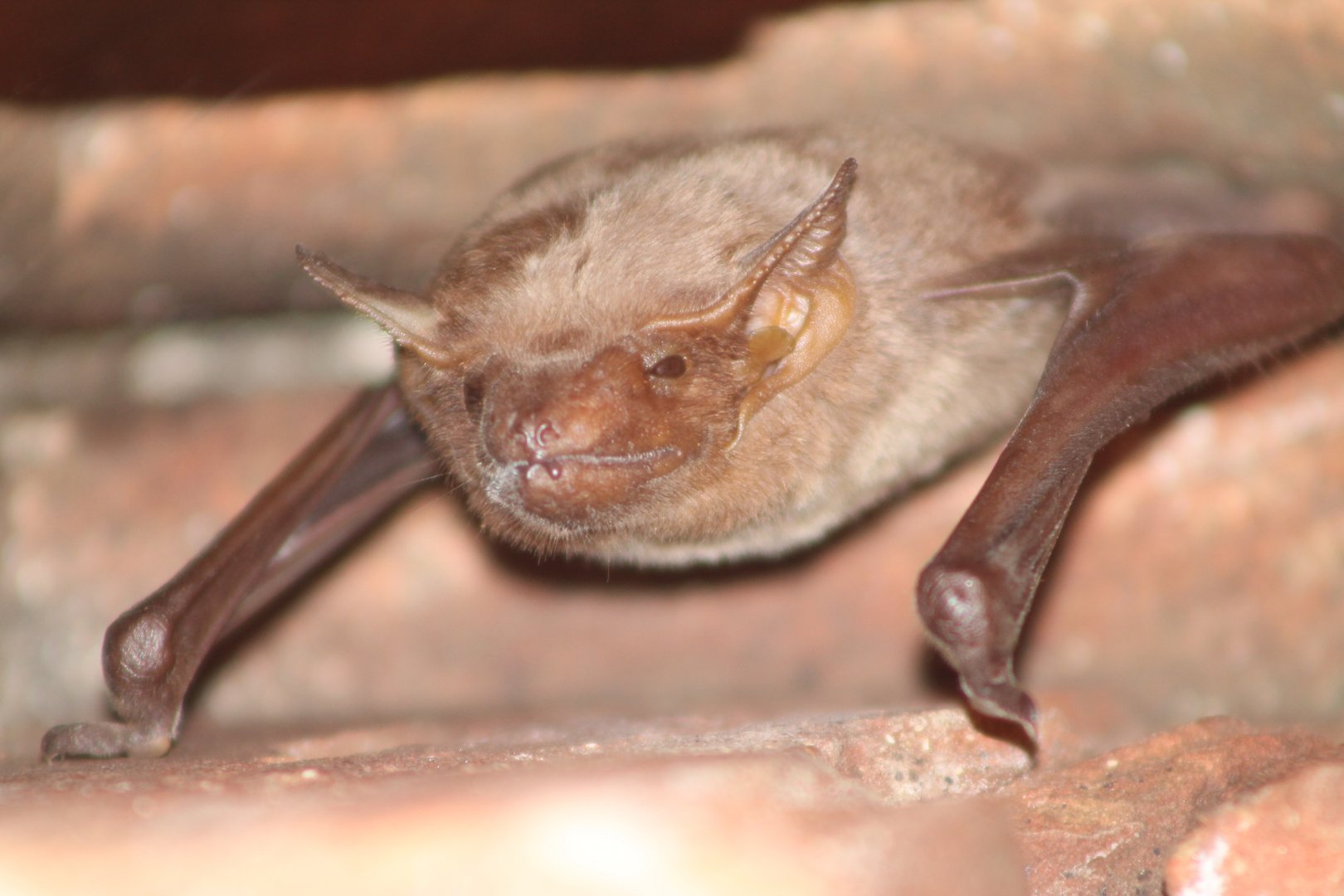 Naked-rumped Tomb Bat (Taphozous nudiventris)