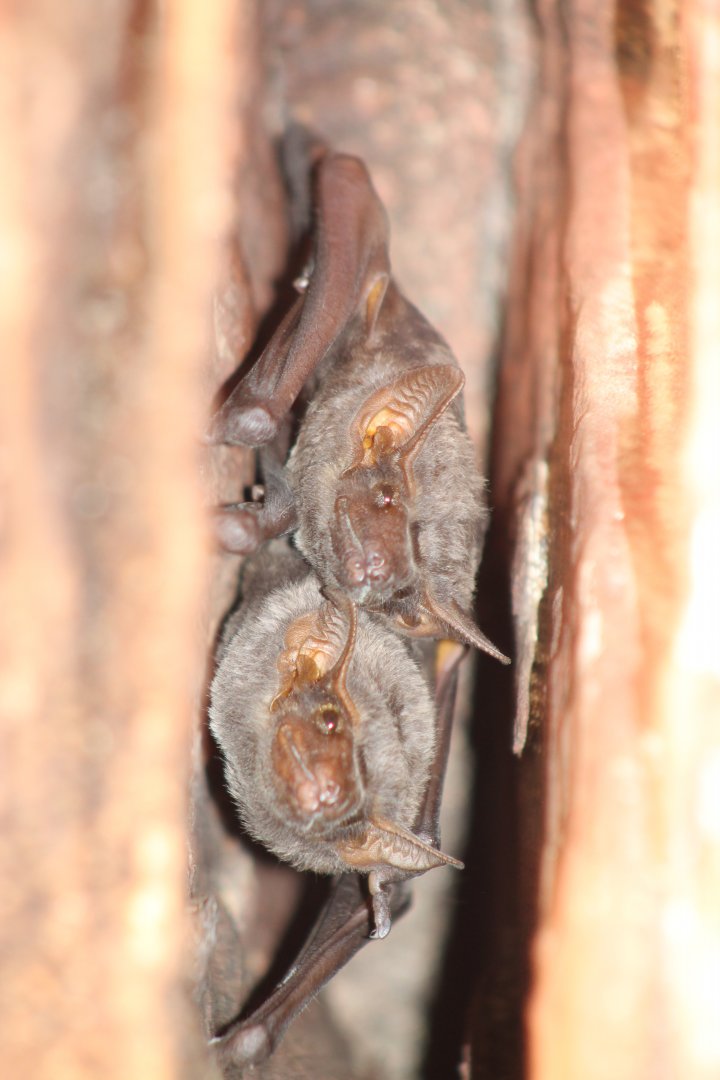 Naked-rumped Tomb Bats (Taphozous nudiventris)